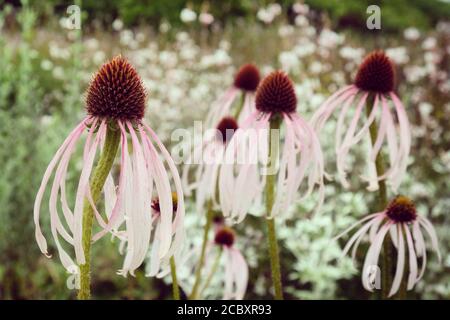 Echinacea pallida, oder allgemein als Pale Purple Coneflower, in der Blüte in den Sommermonaten Stockfoto