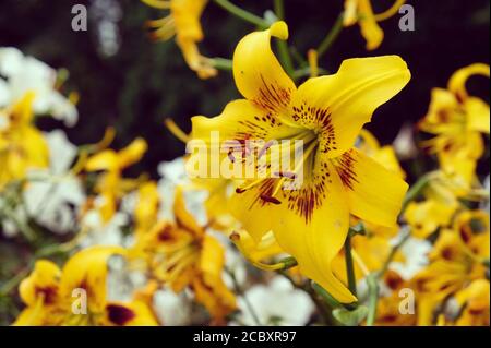 'Gelbe Bruse' Lilie in der Blüte in den Sommermonaten Stockfoto