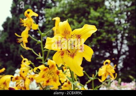 'Gelbe Bruse' Lilie in der Blüte in den Sommermonaten Stockfoto