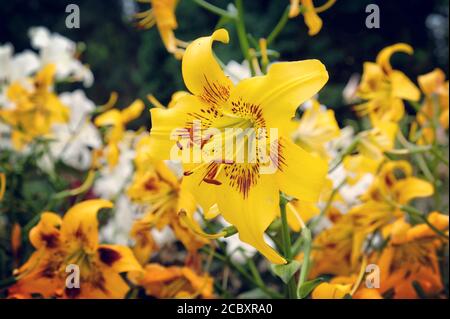 'Gelbe Bruse' Lilie in der Blüte in den Sommermonaten Stockfoto