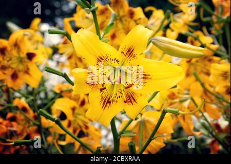 'Gelbe Bruse' Lilie in der Blüte in den Sommermonaten Stockfoto