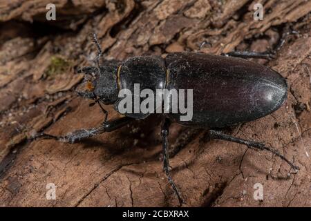 Hirschkäfer, Lucanus cervius, auf altem Baumstamm im Garten, Dorset. Stockfoto