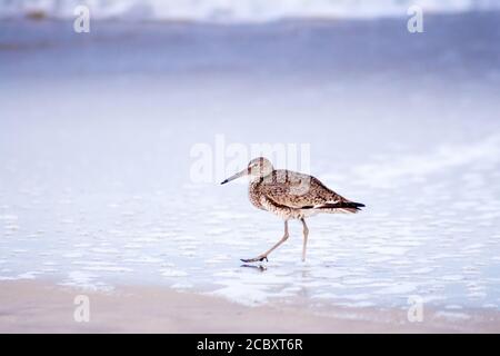 A Willet (Tringa semipalmata), die am Ufer des Wassers in Assateague Island National Seashore, Maryland, nach Lebensmitteln sucht Stockfoto