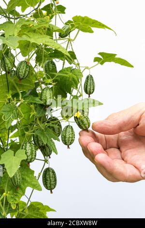 Cucamelon Früchte auf einer Cucamelon Pflanze (Melothria scabra). Stockfoto