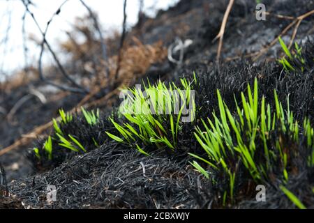 Außergewöhnliche frische grüne Triebe: Grashalme wachsen aus der Asche und verbrannt bleibt kaum Tage nach einem wilden Feuer auf dem Land - Wiedergeburt Stockfoto