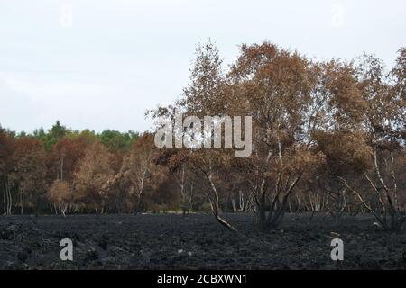 Verbrannte Silberbirken (betula pendula) auf verkohltem Heide nach einem Waldbrand; (Chobham Common, Surrey, UK) Stockfoto