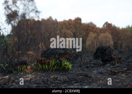 Außergewöhnliche frische grüne Triebe: Grashalme wachsen aus der Asche und verbrannt bleibt kaum Tage nach einem wilden Feuer auf dem Land - Wiedergeburt Stockfoto