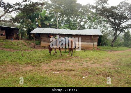 Ein Pferd vor einem Haus in Panamas indigener Ngäbe-Bugle comarca (Reservation). Stockfoto