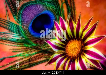 Gazania und Pfauenfeder Stockfoto