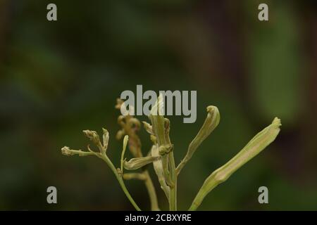 Die schöne bauhinia purpurea oder bauhinia blakeana Blume Stockfoto