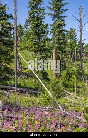 Blick auf dem Weg zum Black Elk Peak, dem höchsten Punkt in South Dakota Stockfoto