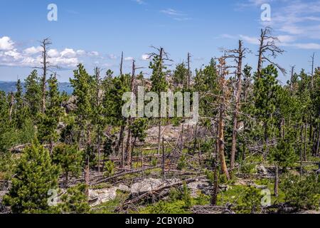 Blick auf dem Weg zum Black Elk Peak, dem höchsten Punkt in South Dakota Stockfoto