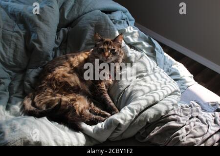 Katze sitzt in Patch of Sunlight durch Jalousien Stockfoto