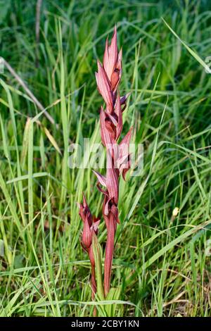 Langlipped oder Plowshare Serapias - Serapias vomeracea, von Akamas Halbinsel, Zypern Stockfoto