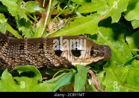 Elephant Hawkmoth Caterpillar - Deilephila elpenor, zeigt falsche Augen Stockfoto