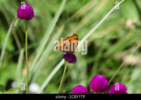 Pfau Stiefmütterchen Schmetterling sammeln Nektar flatternde Seitenansicht auf wild Blume schöne lila Blüten gomphrena oder Globus Amaranth mit Licht Grün BL Stockfoto