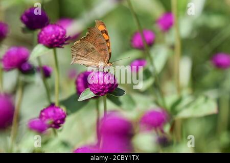 Pfau Stiefmütterchen Schmetterling, Junmonia almana sitzt auf runden bunten leuchtend violetten Ghomphrena oder Globe Amaranth Blüten Unterseite Stockfoto