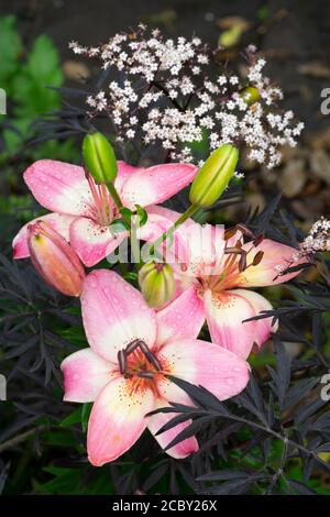 Große Lilien in einem Gartenblumenbett Stockfoto