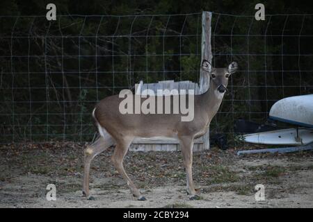 Eine Weißschwanzschurre (weibliche Hirsche) auf einem Wohnmobil-Park in Texas gesehen. Stockfoto