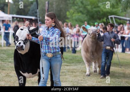 Junge Kompeditoren zeigen ihre Kühe während der Viehzucht-Beurteilung auf der Wyoming State Fair in Douglas am Donnerstag, 13. August 2020. Die 108. Jährliche Messe eröffnete diese Woche mit zusätzlichen Vorsichtsmaßnahmen, um die Ausbreitung des COVID-19 Virus zu verhindern. Stockfoto