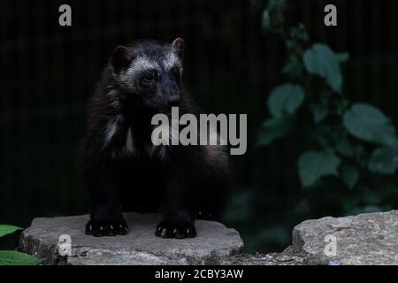 Wolverine oder Skunk Bear (Gulo gulo) Stockfoto