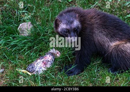 Wolverine oder Skunk Bear (Gulo gulo) Stockfoto