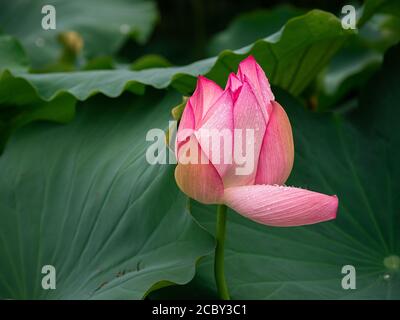 Lotus Pflanzen im Regen in North Carolina. Stockfoto