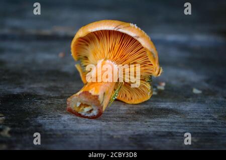 Pilz Boletus über Holzhintergrund. Herbstpilze. Pilze Sammeln. Stockfoto