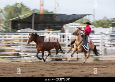 Ein Pickup-Mann führt ein Pferd des Reiters zum Ausgang Tor während der Bareback-Veranstaltung auf dem PRCA Rodeo auf der Wyoming State Fair in Douglas am Donnerstag, 13. August 2020. Die 108. Jährliche Messe eröffnete diese Woche mit zusätzlichen Vorsichtsmaßnahmen, um die Ausbreitung des COVID-19 Virus zu verhindern. Stockfoto