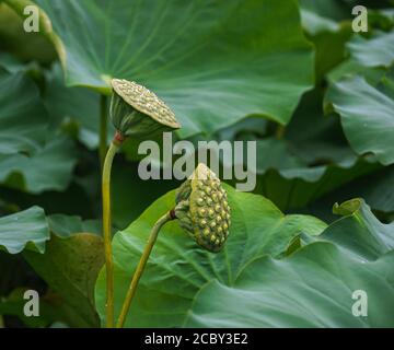 Lotus Pflanzen im Regen in North Carolina. Stockfoto