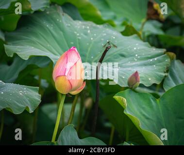 Lotus Pflanzen im Regen in North Carolina. Stockfoto