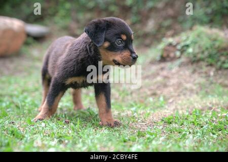 Rottweiler Welpenhund steht in einem Garten. Speicherplatz kopieren. Stockfoto