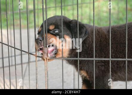 Rottweiler Hund beißen Stahlzaun. Aggressiver und heftiger Ausdruck. Stockfoto