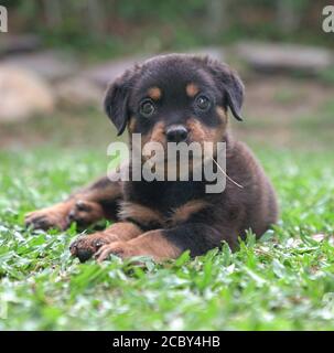 Porträt eines Rottweiler Welpen auf Gras sitzend Stockfoto