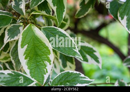 Cornus Alba Laub mit Aquarell grünen und weißen Blättern. Dekorative Gartenpflanze genannt rot gebellen, weiß Silber oder sibirischen Dogwood Stockfoto