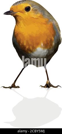 Niedlicher Vogel Robin. Vektorbildsatz. Weißer Hintergrund. Stock Vektor