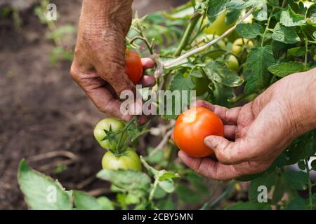 Die Hände des Bauern halten Tomaten. Ein Bauer arbeitet in einem Gewächshaus. Umfassendes Erntekonzept Stockfoto