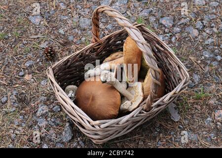 Weidenkorb mit Steinpilzen im Wald Draufsicht Stockfoto