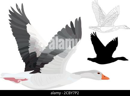 Flying Gooses. Vektorbild. Weißer Hintergrund. Stock Vektor
