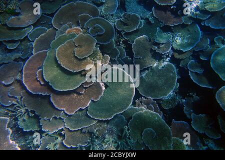 Gesunde Platte Acropora Korallenkolonien, Moore Reef, Great Barrier Reef, Queensland, Australien. August 2020 Stockfoto