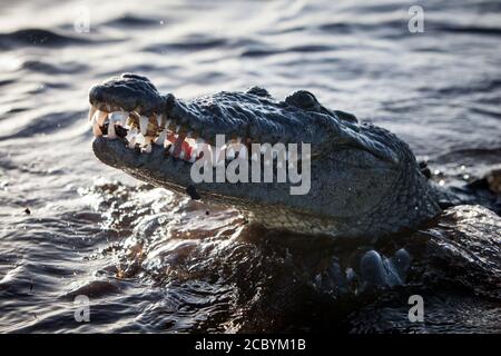 Ein amerikanisches Krokodil, Crocodylus acutus, lauert am Rand des Wassers im Karibischen Meer in Belize. Das sind gefährliche und hinterhältige Raubtiere. Stockfoto