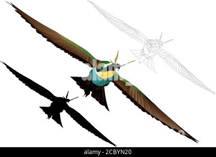 Bunte Vögel fliegen. Realistisches Vektorbild. Vogel: Europäischer Bienenfresser. Merops apiaster. Weißer Hintergrund. Stock Vektor