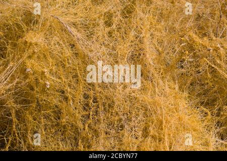 Tan Stängel, Desert Dodder, Cuscuta denticulata, Convolvulaceae, native parasitäre jährliche, Twentynine Palms, Southern Mojave Desert, Frühling. Stockfoto