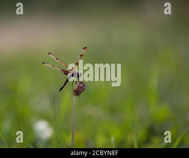 Eine Calico Wimpel Libelle auf einer Sumpfpflanze mit verschwommen Grüne Natur Hintergrund Stockfoto