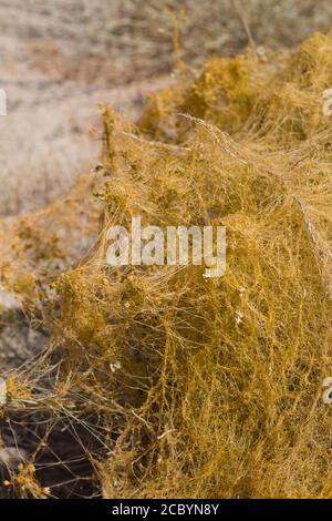 Tan Stängel, Desert Dodder, Cuscuta denticulata, Convolvulaceae, native parasitäre jährliche, Twentynine Palms, Southern Mojave Desert, Frühling. Stockfoto