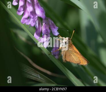 Ein Skipper auf einer lila Lupine aus nächster Nähe. Stockfoto