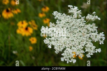 Nahaufnahme einer Queen Anne's Spitzenblume, die auf einem Feld mit verschwommenen gelben Wildblumen im Hintergrund blüht Stockfoto