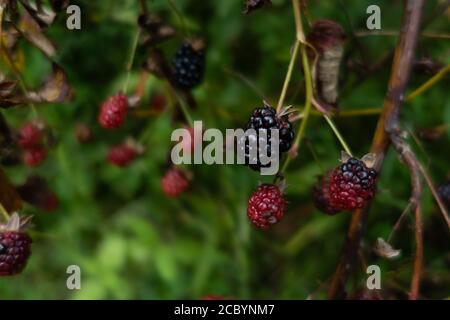 Wilde Brombeeren wachsen vor einem grünen Hintergrund, halbgereift Stockfoto