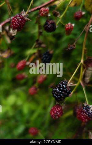 Wilde Brombeeren wachsen vor einem grünen Hintergrund, halbgereift Stockfoto