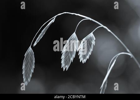 Nördlicher Seeoat, Chasmanthium latifolium mit Licht, das durch die Samenschoten scheint. Stockfoto